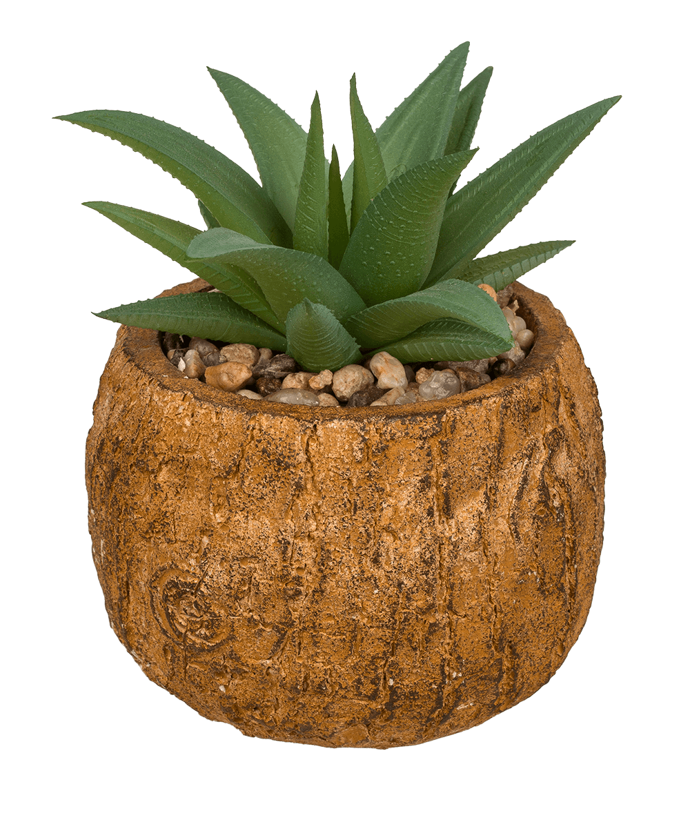 Decoration succulent in cement pot,
