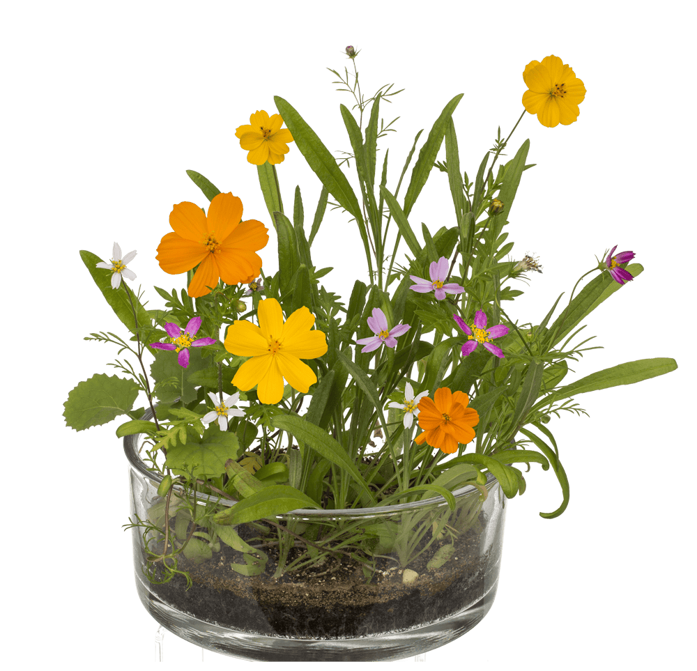 Flower seeds, Meadow, with soil pad,