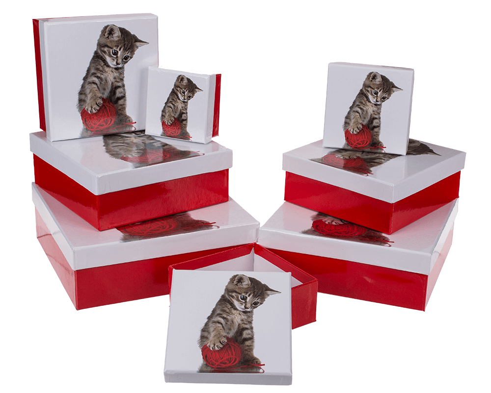 Red/white gift boxes, Cat,