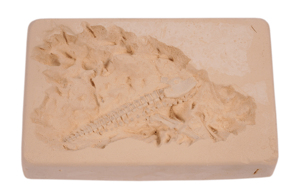 Excavation kit, Dinosaur Skeleton,