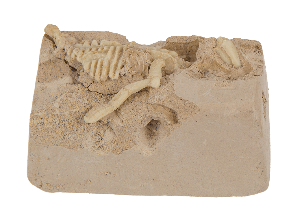Excavation kit, Dinosaur Skeleton,