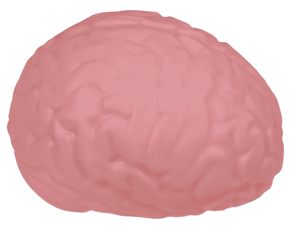 XL Squeeze Brain, 15,5 cm,