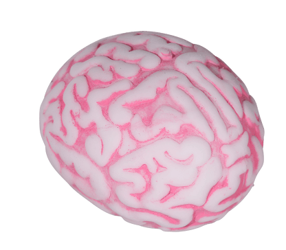 Squeeze ball, Brain,