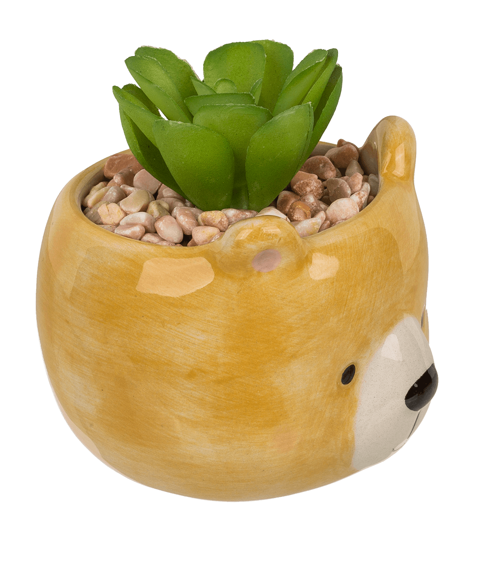 Decoration succulent in pot, Animals,