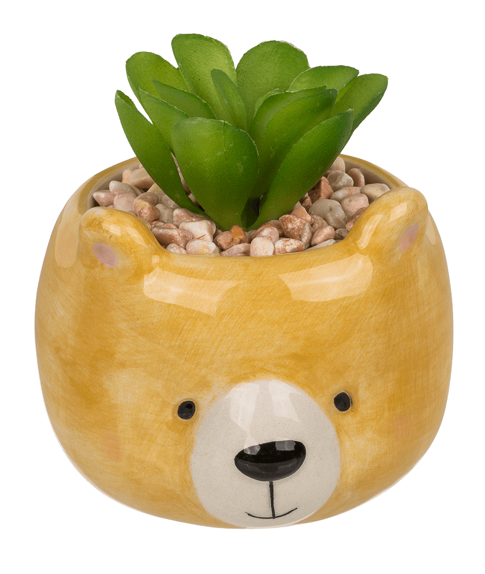 Decoration succulent in pot, Animals,
