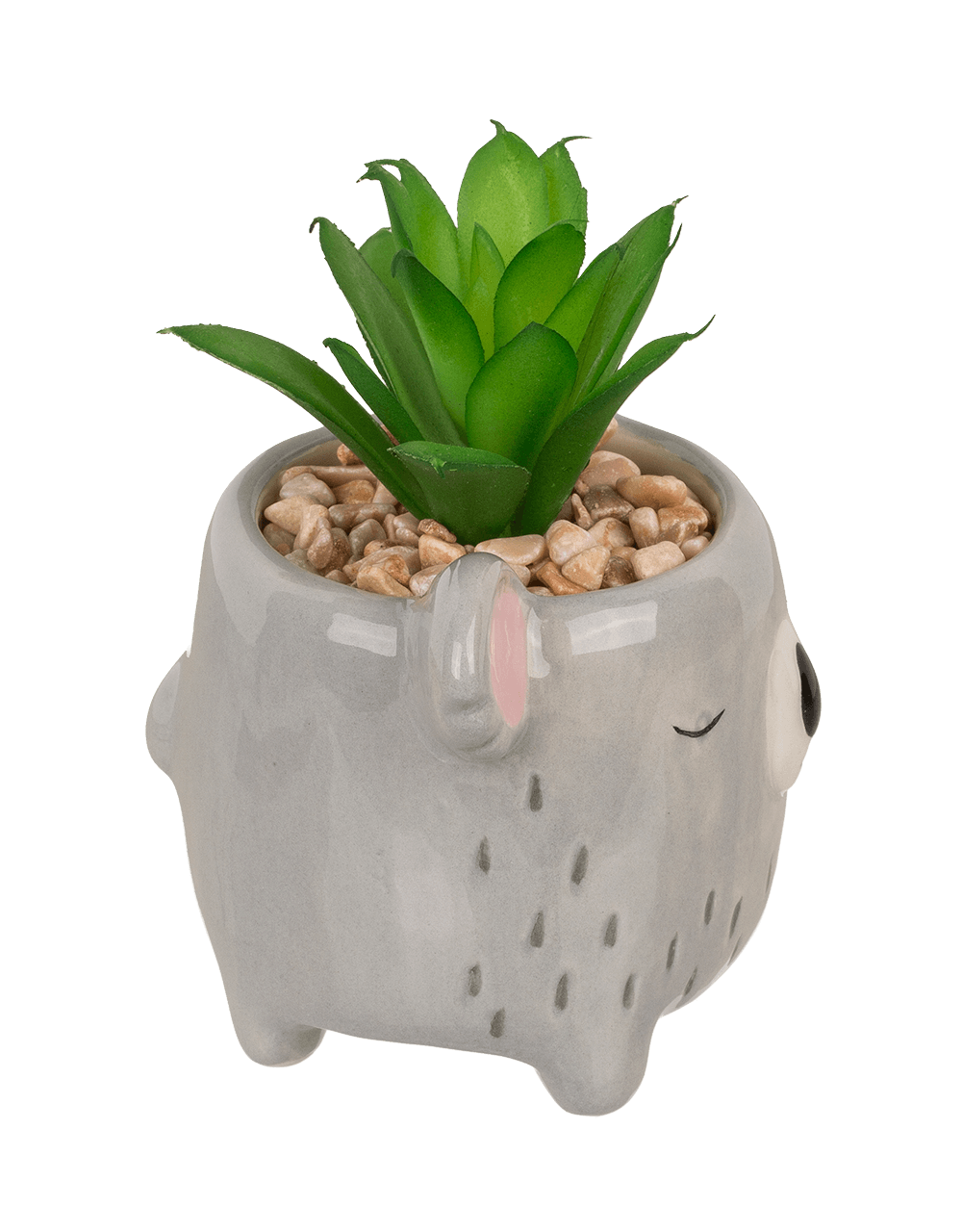 Decoration succulent in pot, Animals,