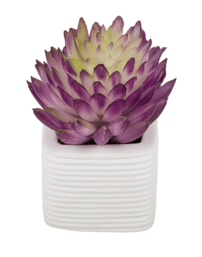 Magnet, succulent in white pot,