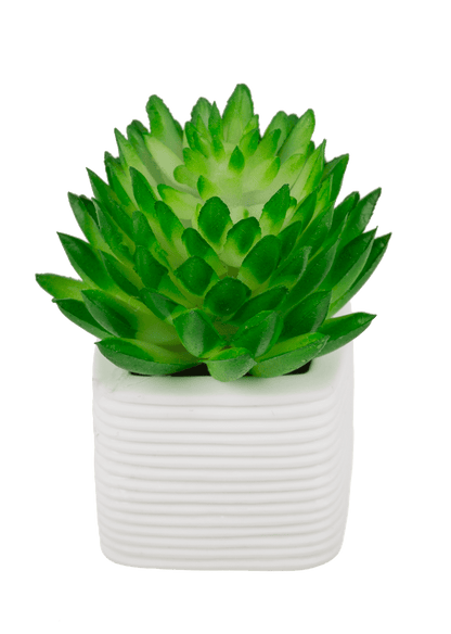 Magnet, succulent in white pot,