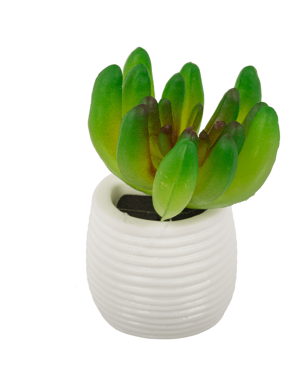 Magnet, succulent in white pot,