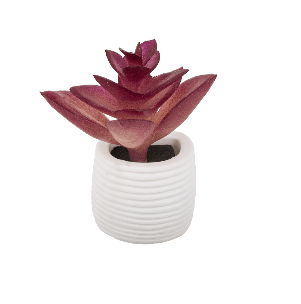 Magnet, succulent in white pot,