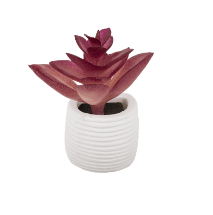 Magnet, succulent in white pot,