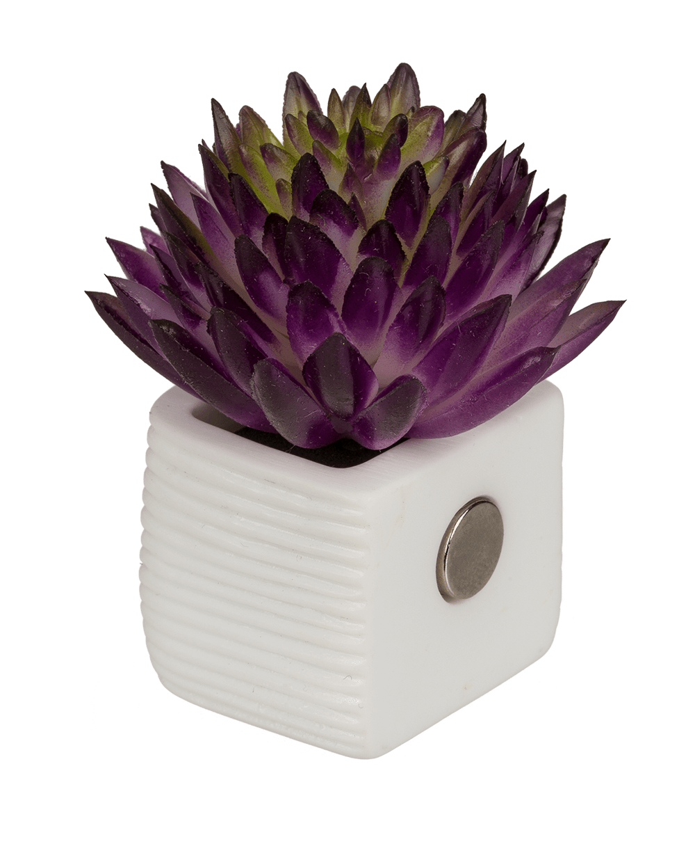 Magnet, succulent in white pot,