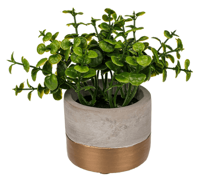 Decoration herbs in grey/gold coloured cement pot,