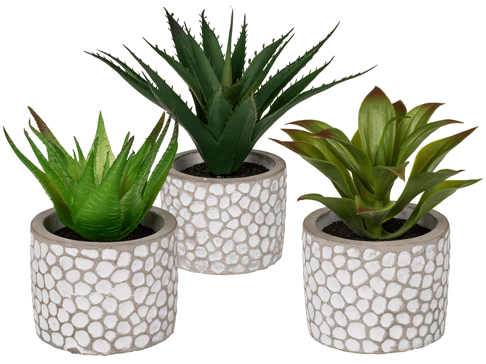 Decoration Succulents in white/grey cement pot,