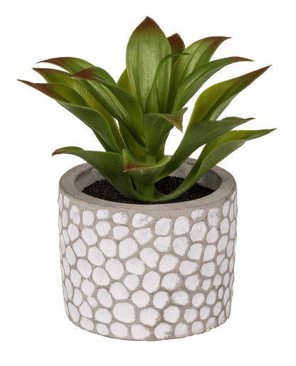 Decoration Succulents in white/grey cement pot,