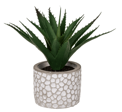 Decoration Succulents in white/grey cement pot,