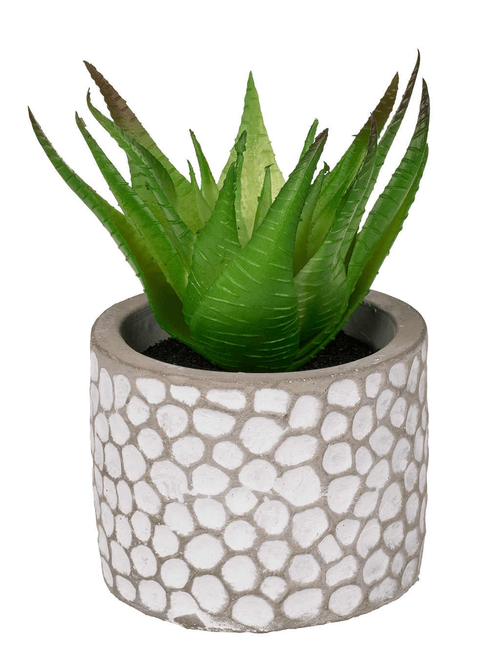 Decoration Succulents in white/grey cement pot,