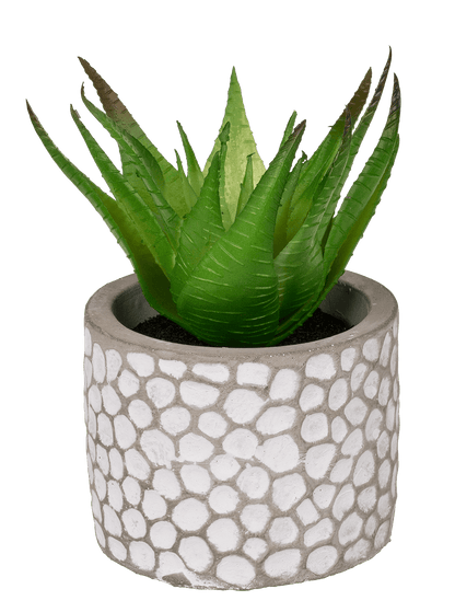 Decoration Succulents in white/grey cement pot,