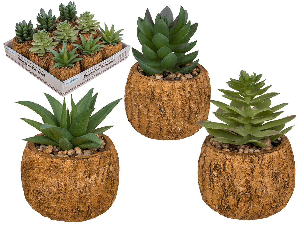Decoration succulent in cement  pot,