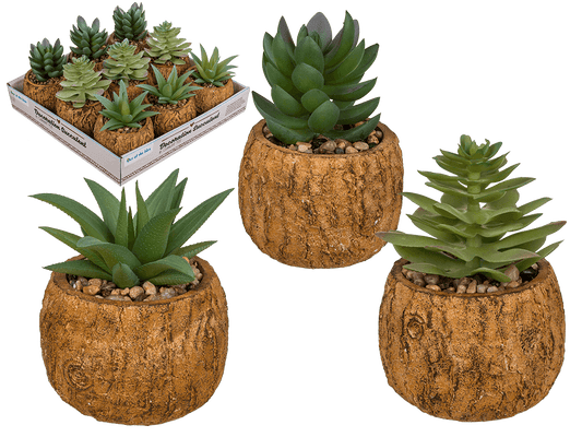Decoration succulent in cement  pot,
