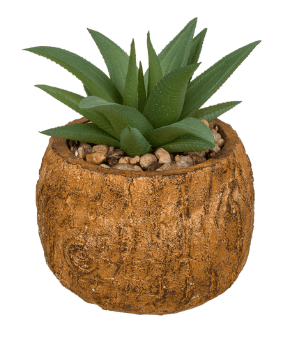 Decoration succulent in cement  pot,