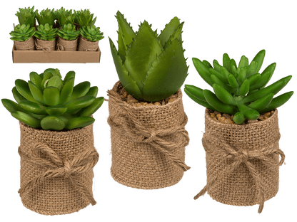 Decoration Succulents in pot with jute fabric,