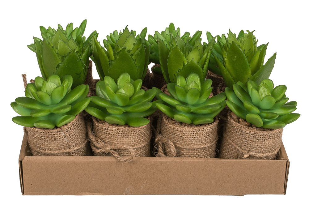 Decoration Succulents in pot with jute fabric,