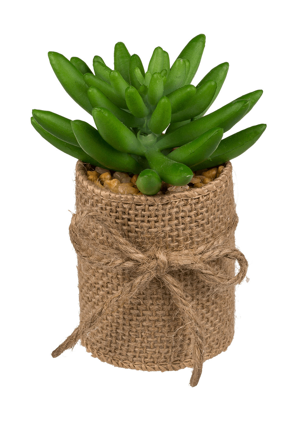 Decoration Succulents in pot with jute fabric,