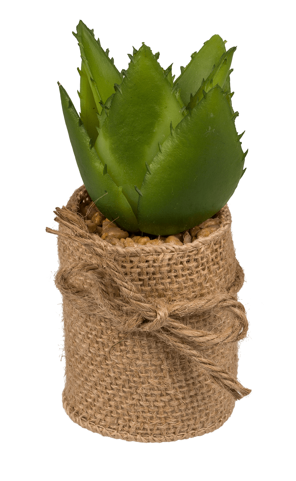 Decoration Succulents in pot with jute fabric,