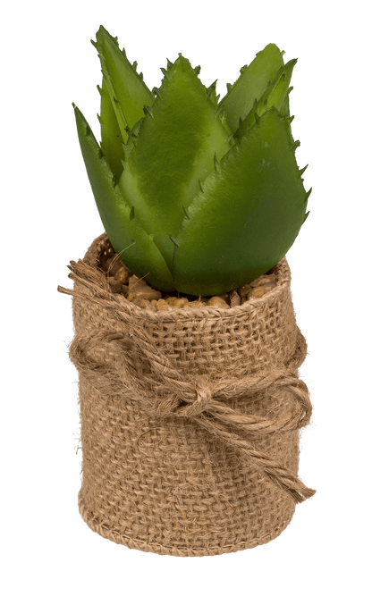 Decoration Succulents in pot with jute fabric,