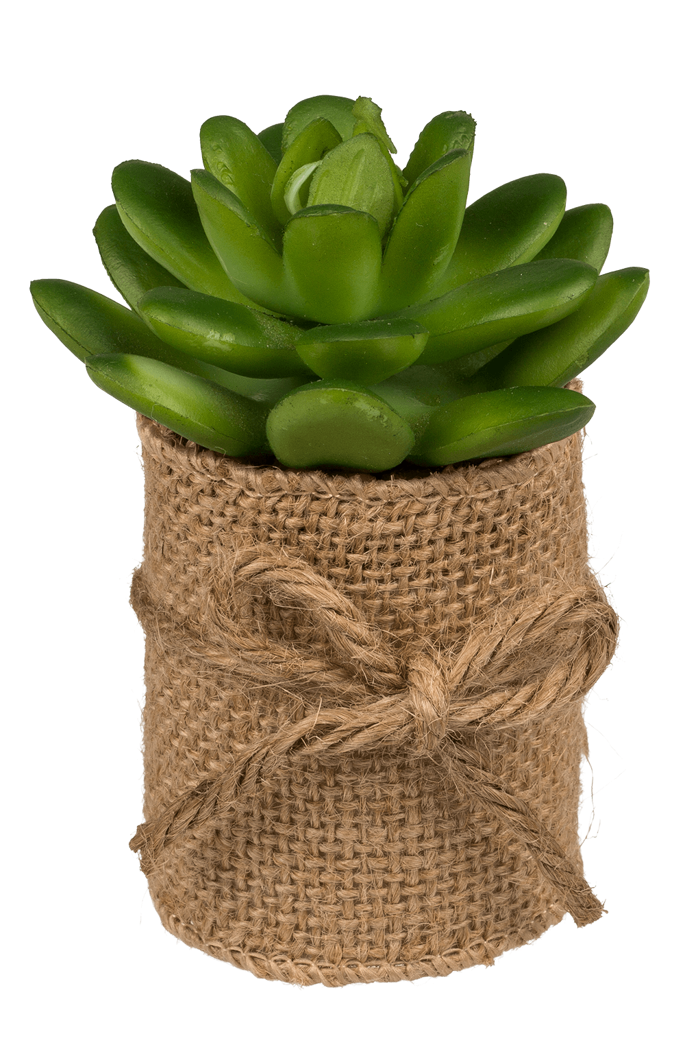 Decoration Succulents in pot with jute fabric,