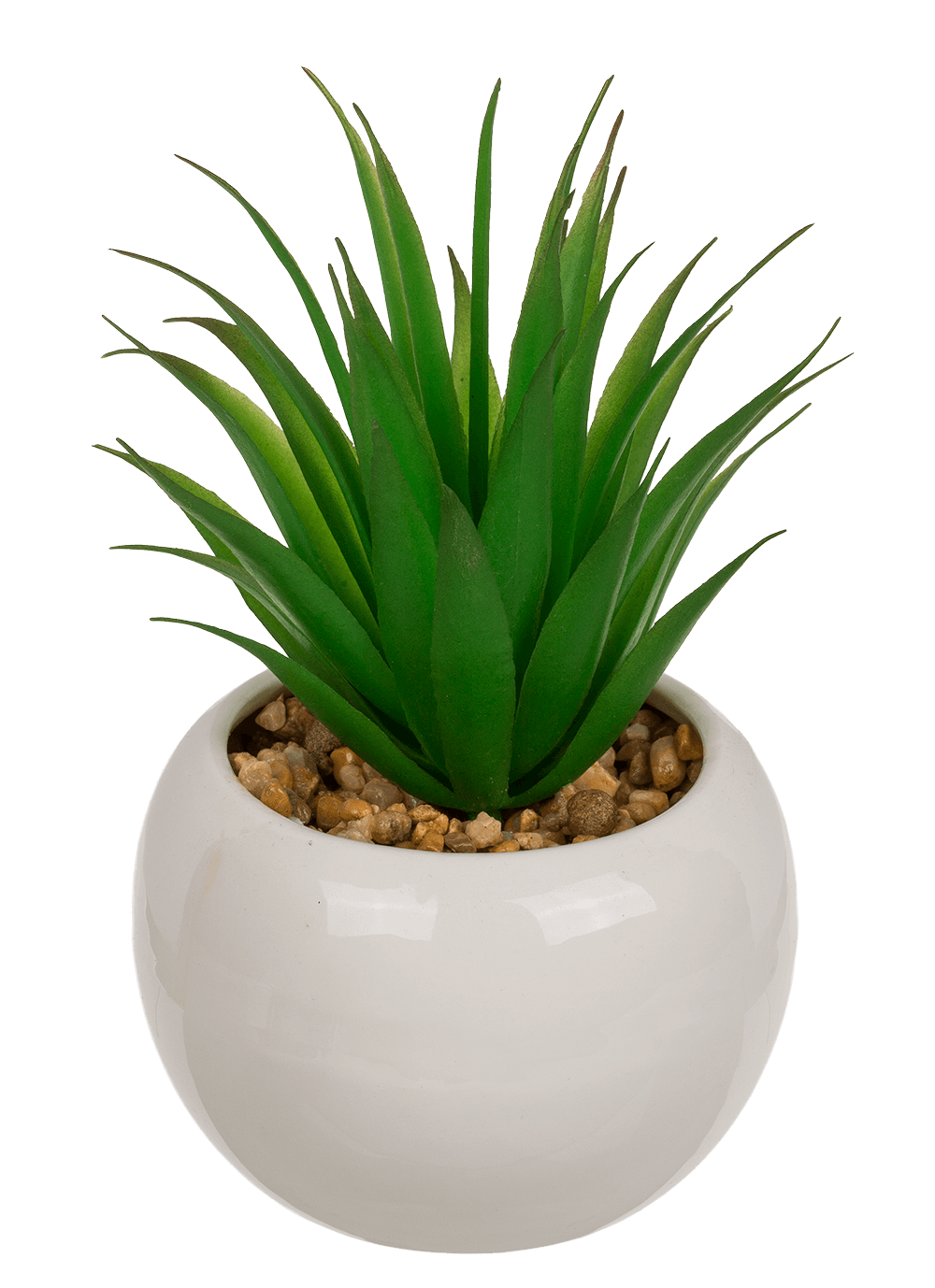 Decoration Succulents in white ceramik pot,