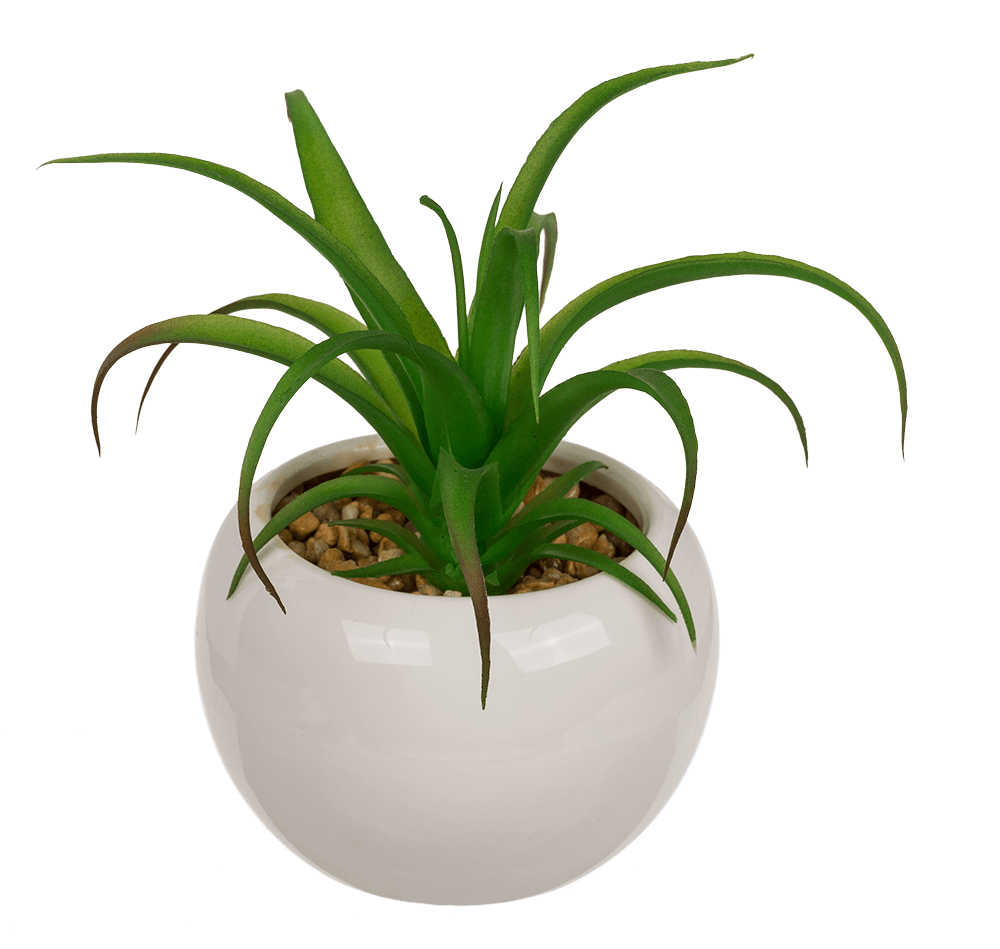 Decoration Succulents in white ceramik pot,