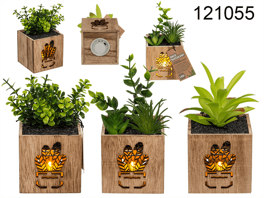 Deco Succulent,