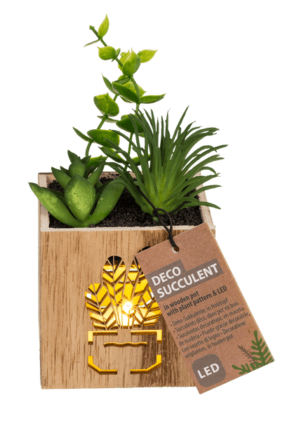 Deco Succulent,