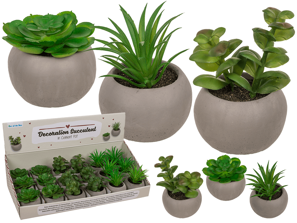 Deco succulent in cement pot,