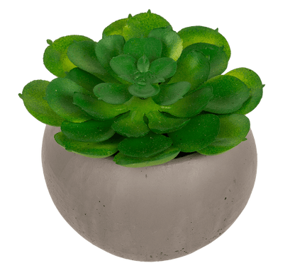 Deco succulent in cement pot,