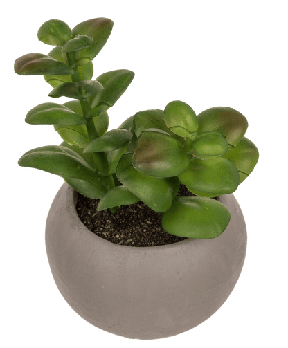 Deco succulent in cement pot,