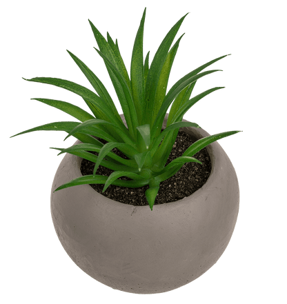 Deco succulent in cement pot,