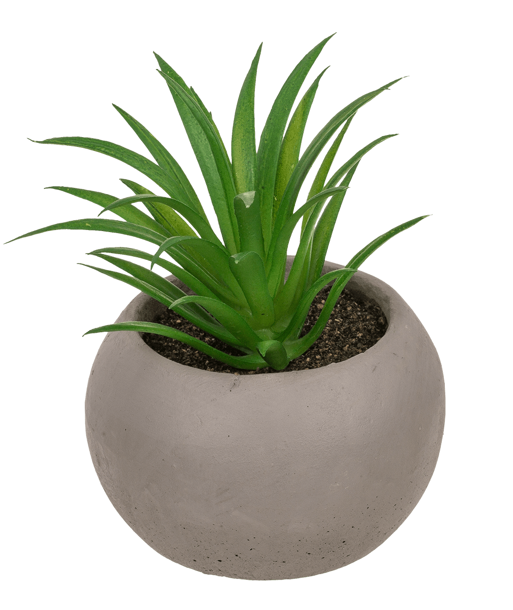 Deco succulent in cement pot,