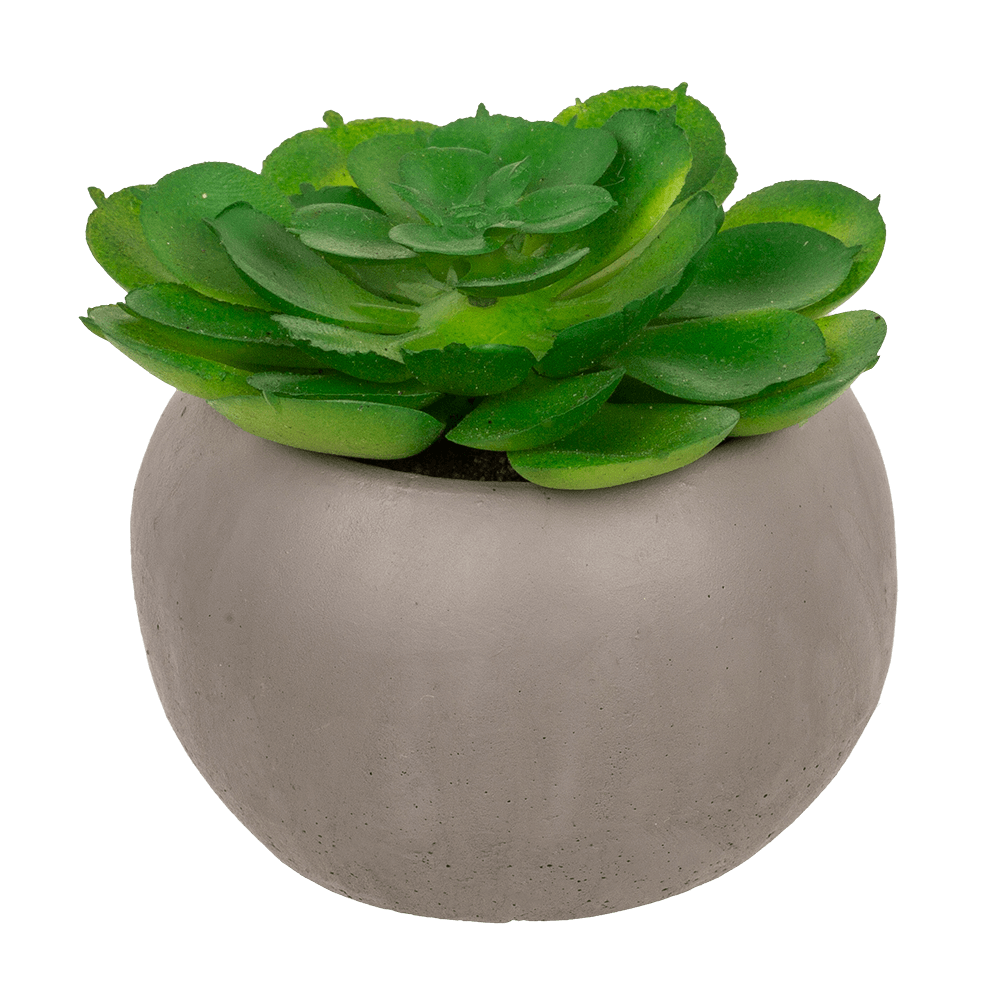 Deco succulent in cement pot,