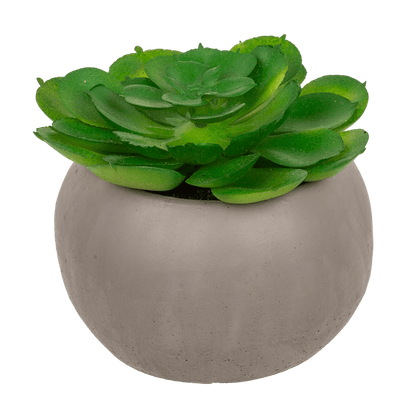 Deco succulent in cement pot,