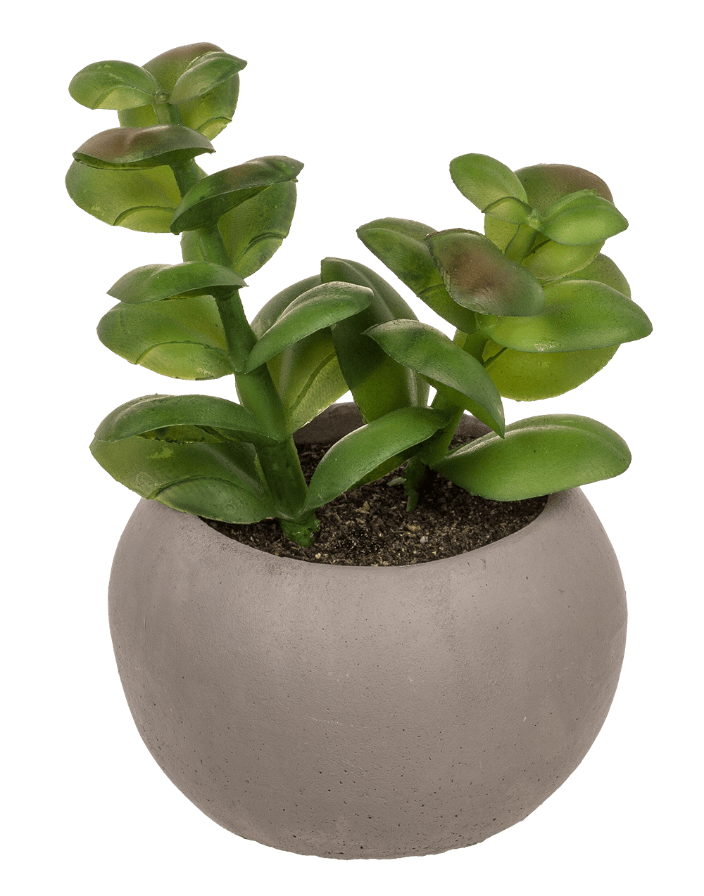 Deco succulent in cement pot,