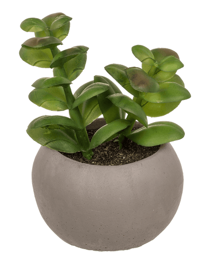 Deco succulent in cement pot,
