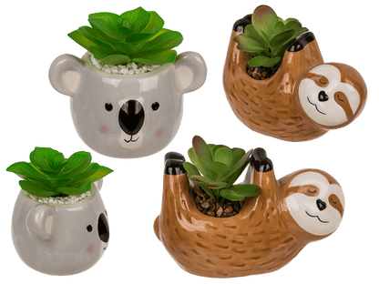 Deco succulents in ceramic pot,