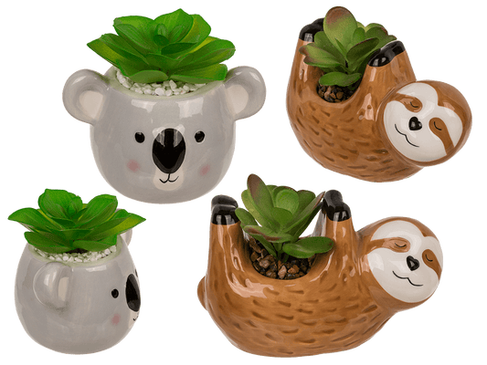 Deco succulents in ceramic pot,