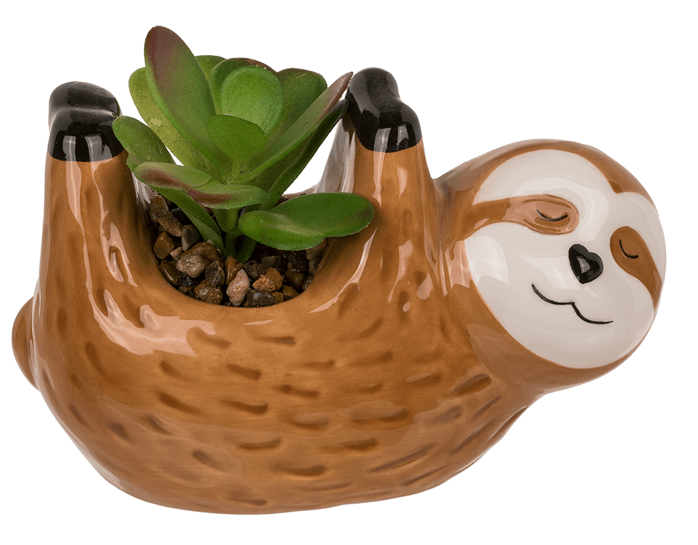 Deco succulents in ceramic pot,