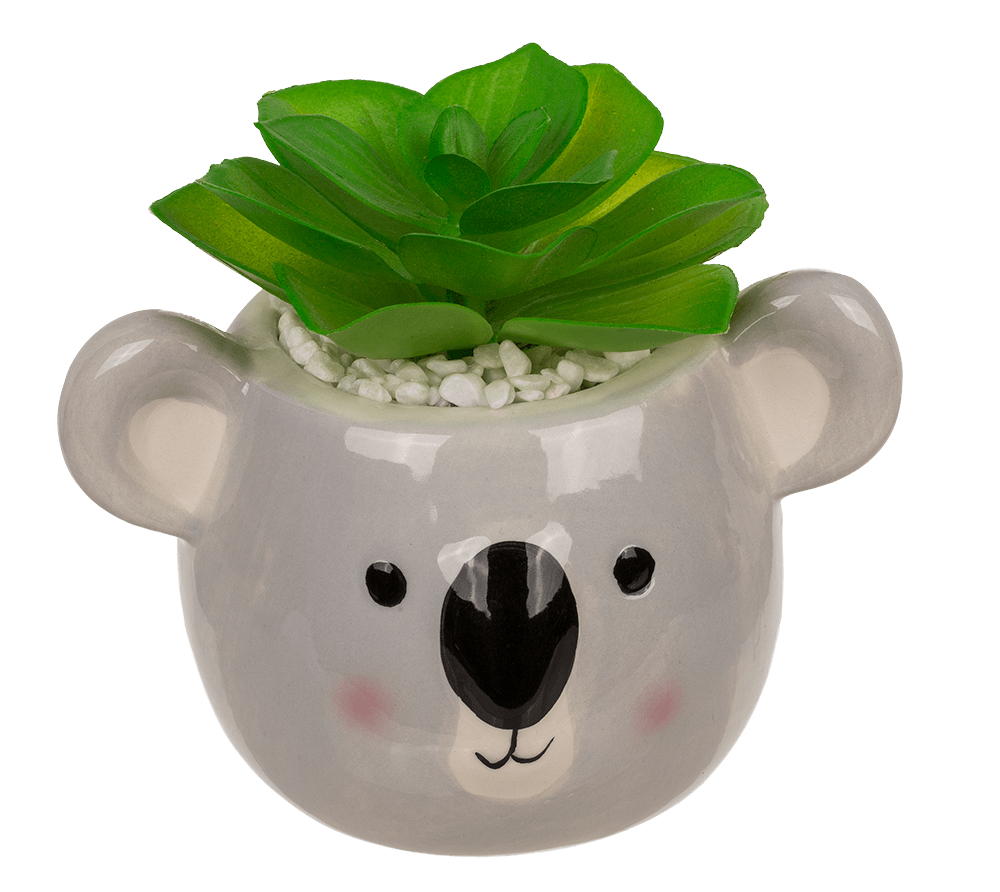 Deco succulents in ceramic pot,