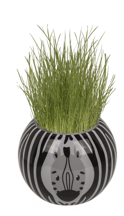 Grass head, Safari, 6,5 cm,