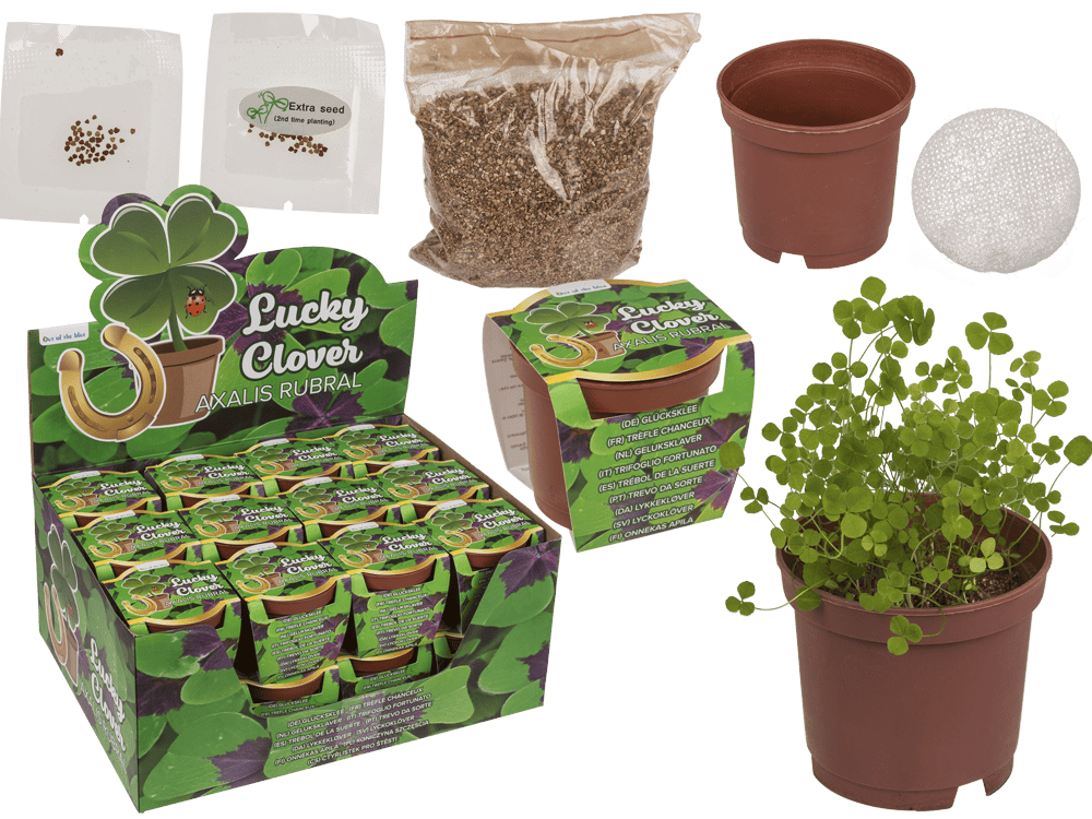 Lucky clover in plastic pot,